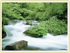 吉野川の豊かな自然